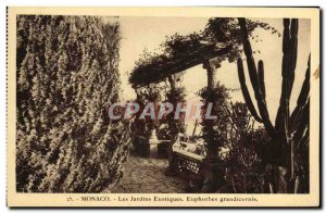 Old Postcard Monaco Exotic Gardens Euphorbia grandicornis