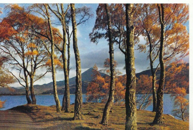 Scotland Postcard - The Shores of Loch Rannoch - Perthshire - Ref ZZ5719