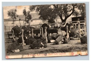 Vintage 1907 Photo Postcard Ostriches Resting Cawston Ostrich Farm California