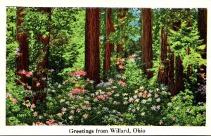 Ohio Greetings From Willard