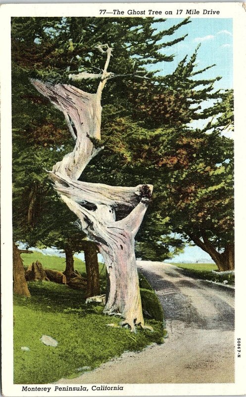 1930s DEL MONTE CALIFORNIA GHOST TREE 17 MILE DRIVE LINEN POSTCARD 42-208