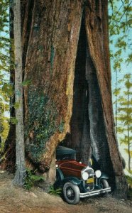 C.1920 Car Drive Thru Saint Doust Tree, CA Postcard P186