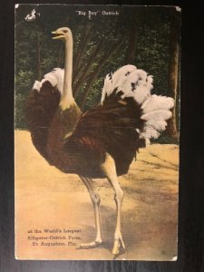 Vintage Postcard 1943 Big Boy Ostrich St. Augustine Florida 