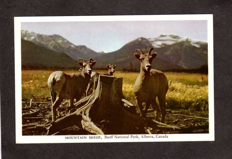 AB Mountain Sheep Banff National Park ALBERTA Canada Carte Postale Animals
