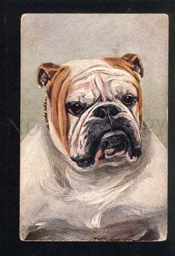 038226 Portrait of English BULLDOG. Vintage T.S.N PC