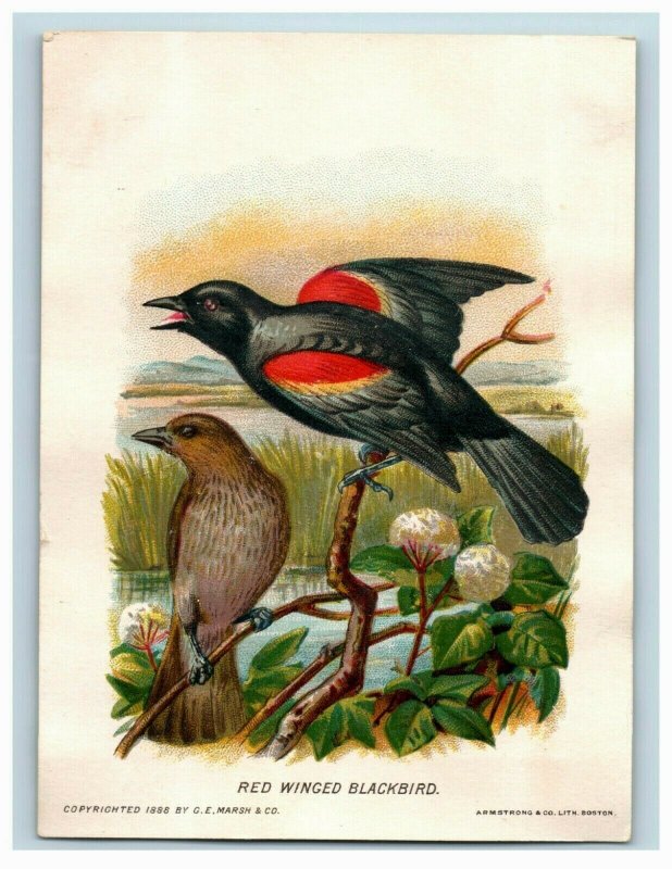 1888 G.E. Marsh & Co. New England Birds Series Fab! Lot Of 5 7D