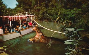 Vintage Postcard 1961 Explorer's Boat Adventureland Hippo Approaches in Waters
