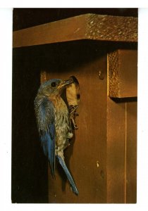 Birds - Bluebird