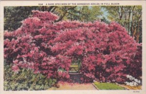 Florida Flowers Rare Specimen Of Azalea 1937 Curteich