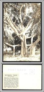 Florida Manatee Rubber Tree Undivided RPPC - [FL-062]