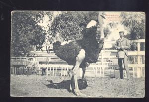 PASADENA CALIFORNIA MAJOR MCKINLEY CAWSTON OSTRICK FARM 