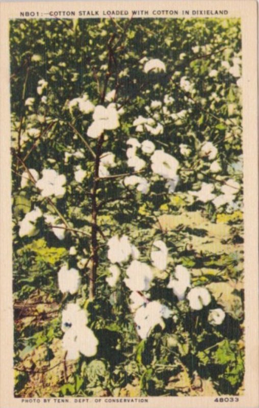 Cotton Stalk Loaded With Cotton In Dixieland