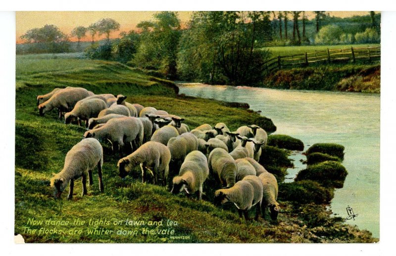 Flock of Sheep   (Tuck Series No. 4447)