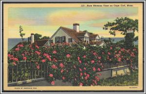 Massachusetts, Cape Cod Rose Blossom Time - [MA-620]