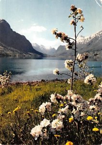 Fruit Blossom Time Norway Post Card