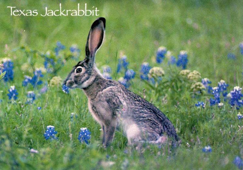 Texas Jackrabbit