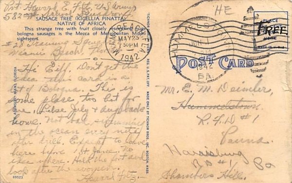 The SaUSA ge Tree Miami, Florida