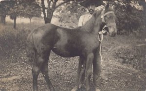 J82/ Interesting RPPC Postcard c1910 Horse Breeder Occupational Man  116