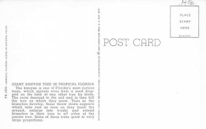 Giant Banyan Tree, in Florida, USA  