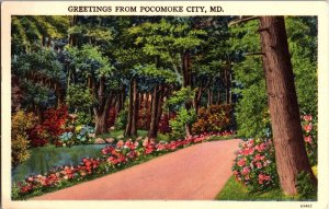 Scenic View, Greetings From Pocomoke City MD c1954 Vintage Postcard L67