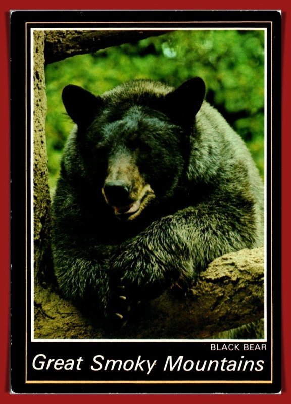 Tennessee - Black Bear - Great Smoky Mountains - [TN-188X]