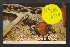 Florida Alligator Salute Postcard 