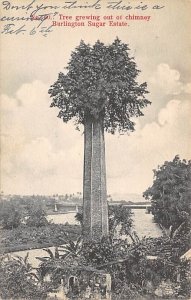 Tree Growing from old Sugar Estate Chimney Burlington Sugar Estate Jamaica 1907 