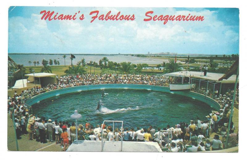 Miamis Fabulous Seaquarium Cha Cha Porpoises 1969 Postcard Photo Larry Witt