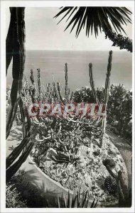 Postcard Modern Jardin Exotique de Monaco Group Geometrisans Agaves Cereus Ce...