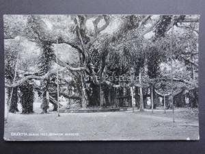 India: Calcutta, Banian Tree, Botanical Gradens c1907