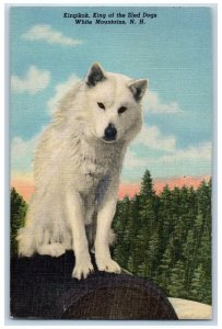 1951 Kingikok King Of The Sled Dogs White Mountains New Hampshire NH Postcard