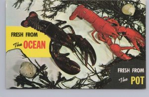 Lobsters, Fresh From The Ocean, Fresh From The Pot, Maritime Canada Postcard