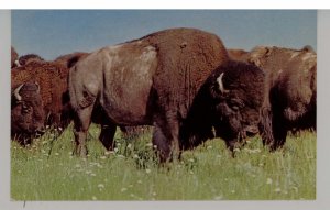 American Bison