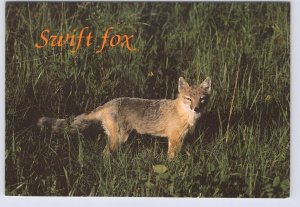 Swift Fox, Chrome Postcard