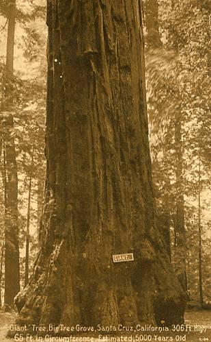 CA - Santa Cruz, Giant Tree, Big Tree Grove