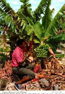 Bahamas Native Cutting Bananas