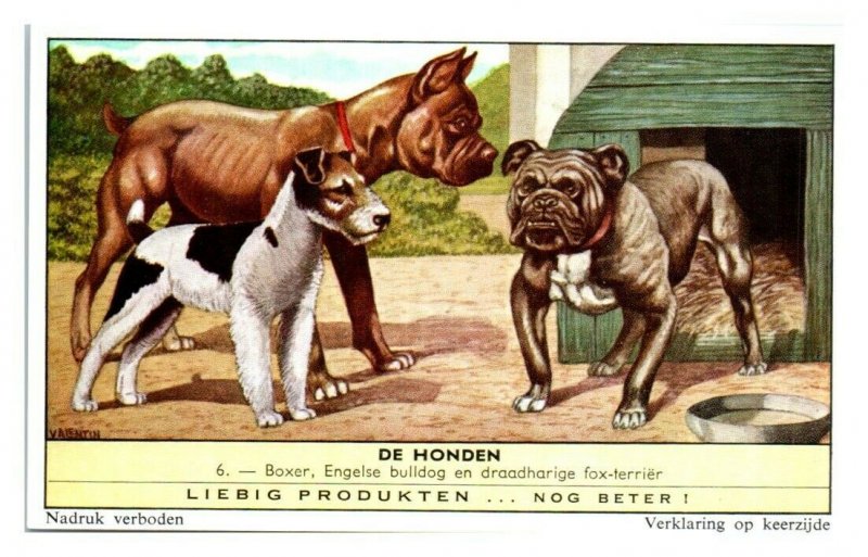 Boxer English Bulldog Wire-Haired Terrier Dog Breeds Liebig Belgian Trade Card