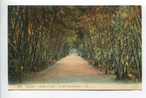 425753 ALGERIA Jardin d'Essai L' Allee des Bambous Vintage postcard