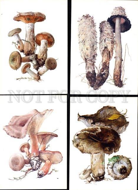 033904 MUSHROOMS Collection of 16 russian colorful cards #3