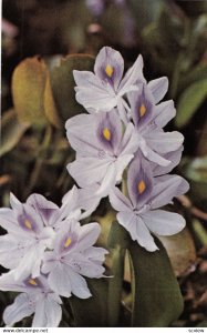 BELIZE , 1960s ; Water Lily , Santa Familia Monastry