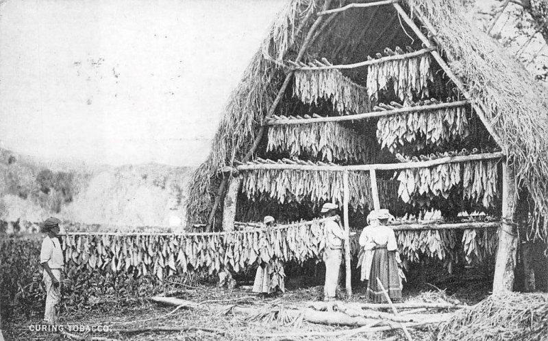 CURING TOBACCO NASSAU BAHAMAS POSTCARD 1939