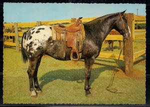 Grand Champion Appaloosa Gelding