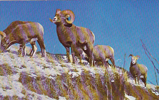 Canada Rocky Mountain Bighorn Sheep Canadian Rockies