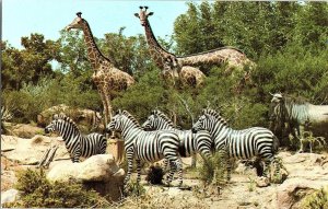 Disneyland Adventureland African Veldt Zebras Giraffes Gazelles Postcard