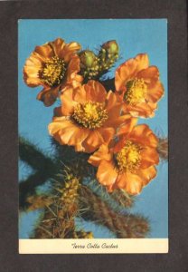 Desert Plants Terra Cotta Cactus Flowers Cacti Postcard PC