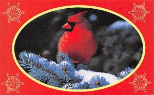 Red cardinal Birds Unused 