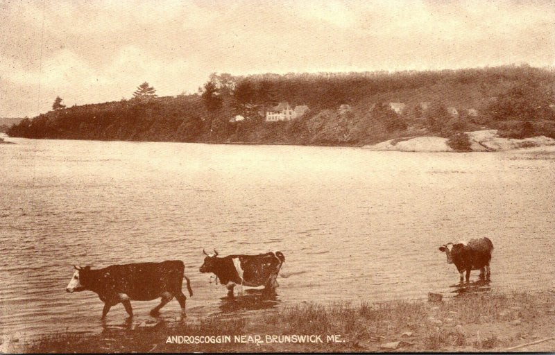 Maine Brunswick Scene On Androscoggin River With Cows