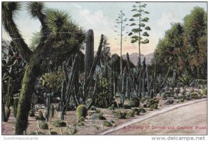 California Cactus Garden With Variety Of Cactuc and Century Plant 1911