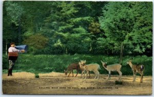Postcard - Calling Wild Deer To Feed, Big Basin - California