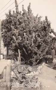 Texas Edinburg Section Of Pirtle's Cactus Garden Real Photo